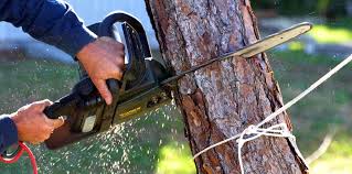 Best Tree Preservation Services  in Ilco, WA