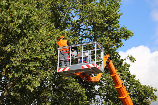 Trusted Ilwaco, WA  Tree Services Experts